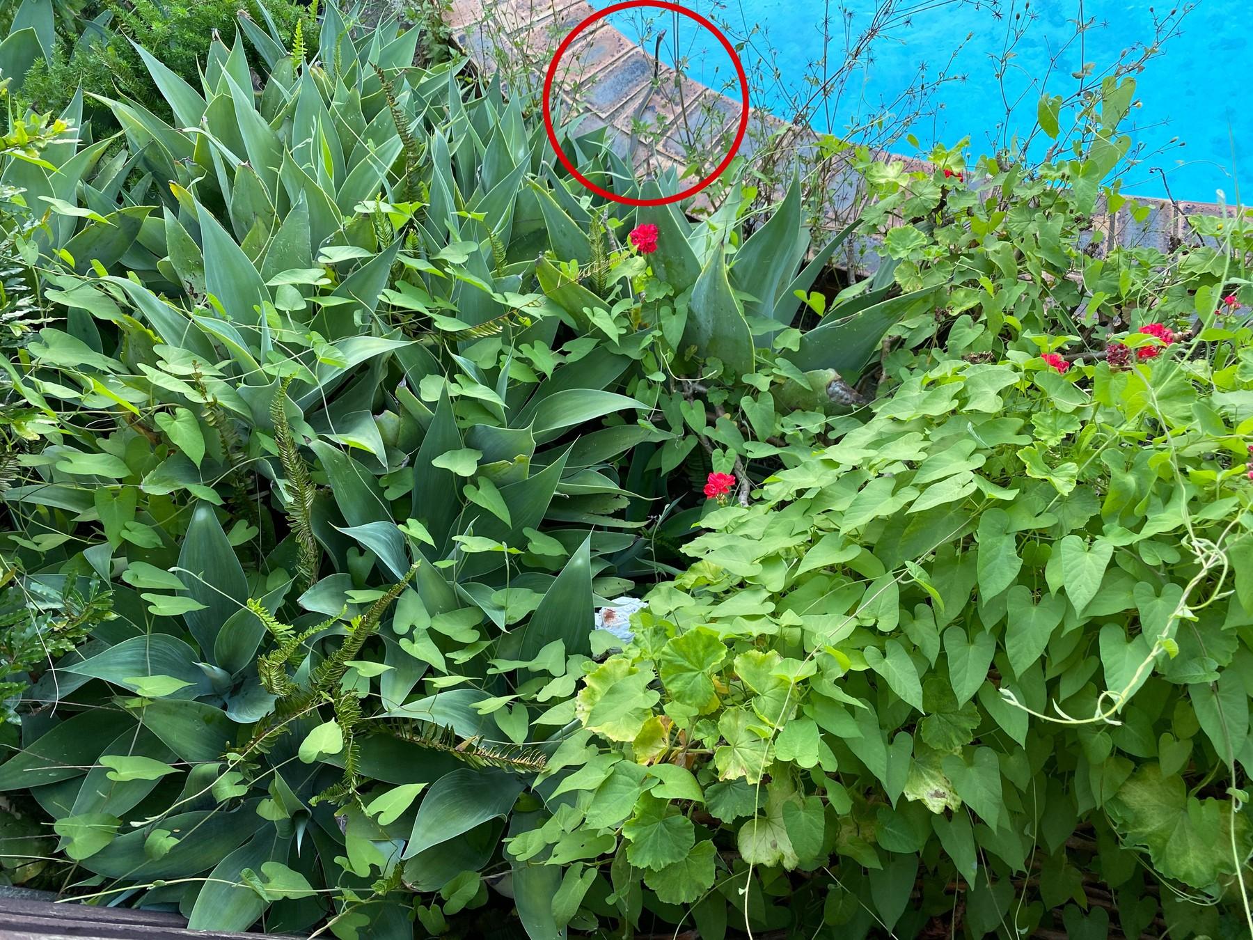 plante numeroase langa o piscina albastra, unde se afla un sarpe