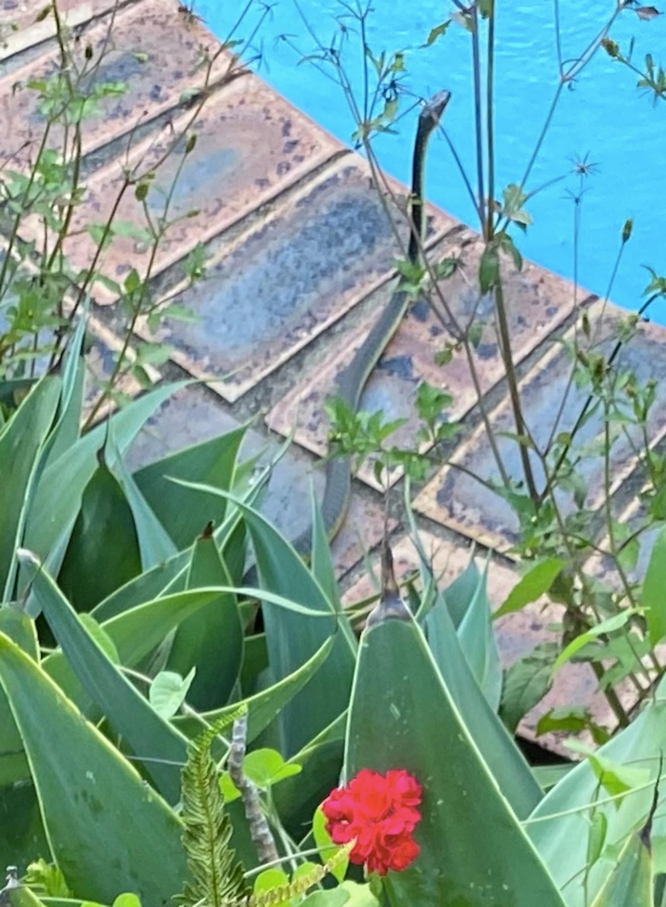 un sarpe langa o piscina