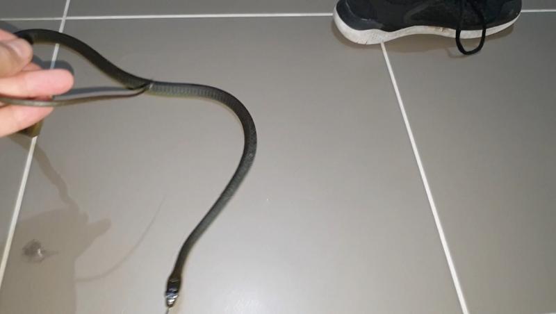 Femeia s-a speriat din plin atunci când a văzut că într-unul dintre pantofi se afla un șarpe lung de un metru