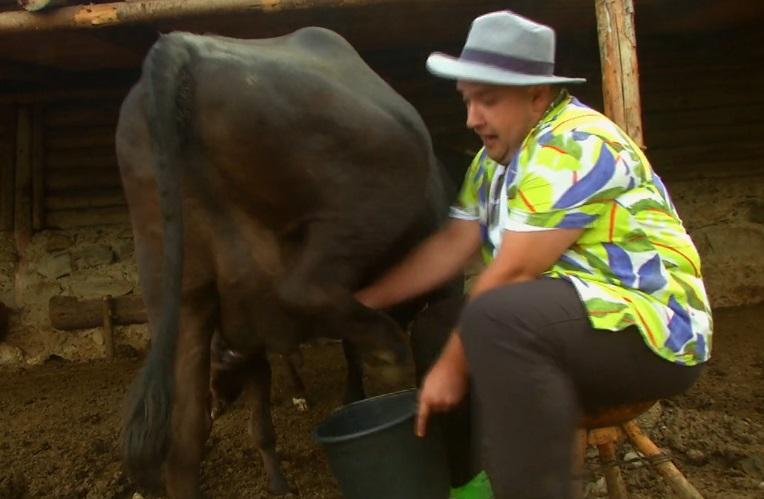 răzvan-babană-mulge-vaca-la-poftiți-prin-țară-în-cămașă-verde