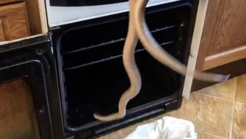 Femeia a descoperit că în cuptorul aragazului său se afla un șarpe