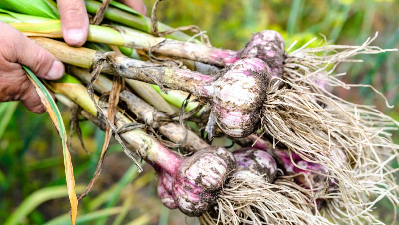 O tânără mamă pe nume Brooke Spiller, în vârstă de 22 de ani, din Southampton, Hampshire, a plantat în grădina casei sale bulbi de usturoi, însă ceva i s-a părut în neregulă la un an după. Ce a scos din pământ.