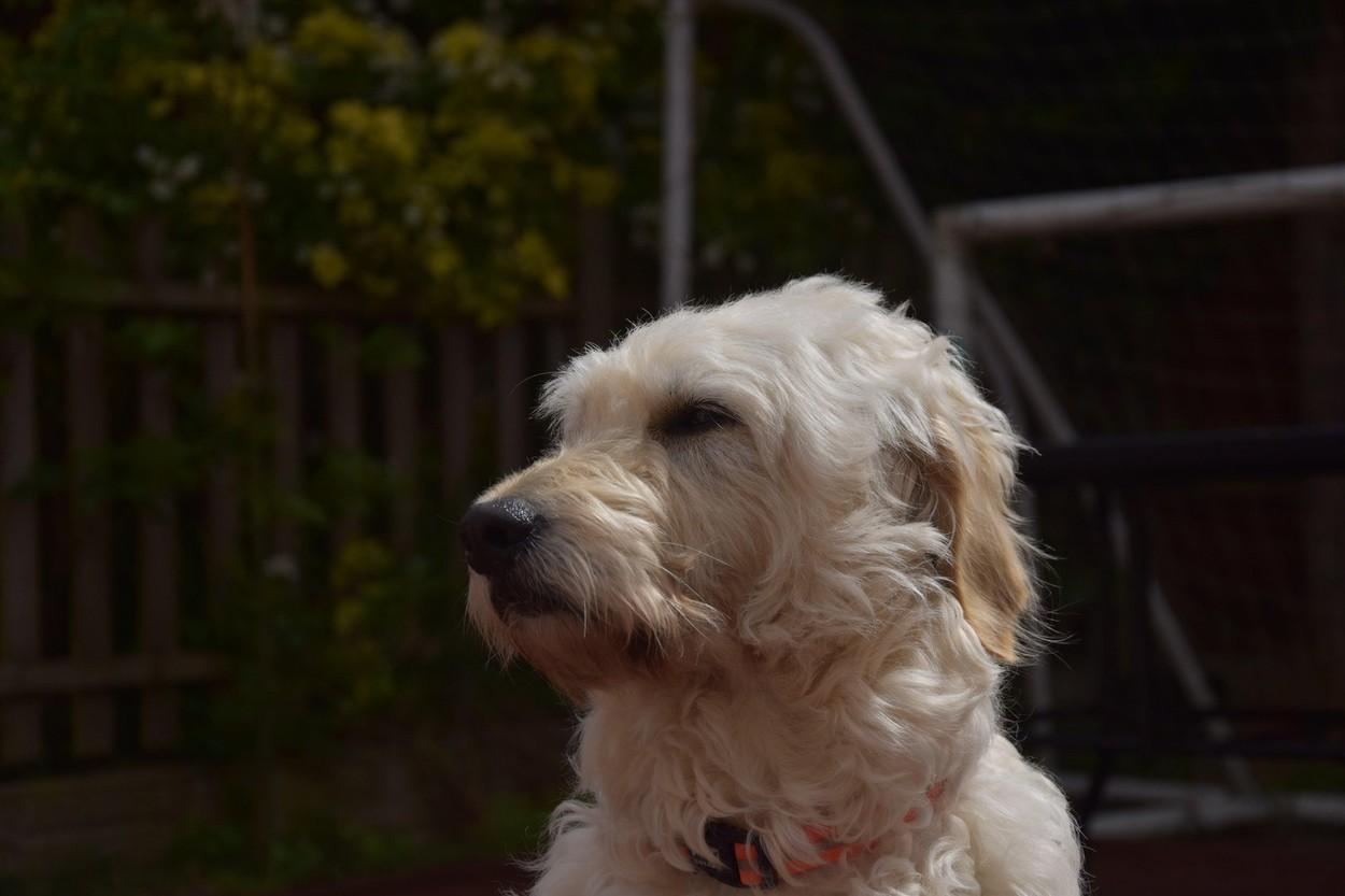 caine din rasa Goldendoodle