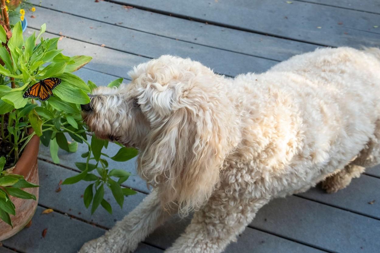 caine din rasa Goldendoodle