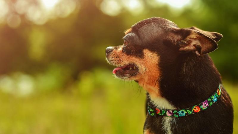 O femeie a adoptat un câine și în scurt timp a descoperit ce „secret” ascunde animalul