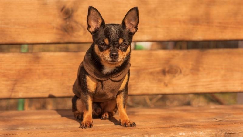 Femeia a dezvăluit pe pagina sa de TikTok ce lucru neașteptat a descoperit la câinele pe care l-a adoptat dintr-un adăpost