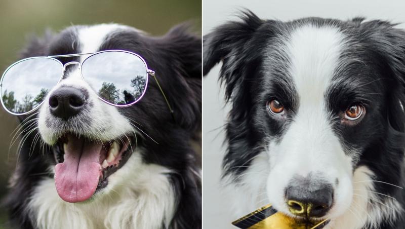 Lulu, un câine din Nashville, este cel mai nou milionar din orașul său