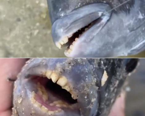 Creatura bizară, cu dinți de om, descoperită de un pescar amator. Ce este și de ce a atras atenția