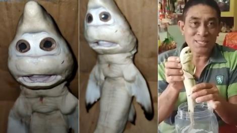 Creatura ciudată găsită de un pescar a pus pe jar internetul. Ce este vietatea din imagine și de ce vor toți să o cumpere