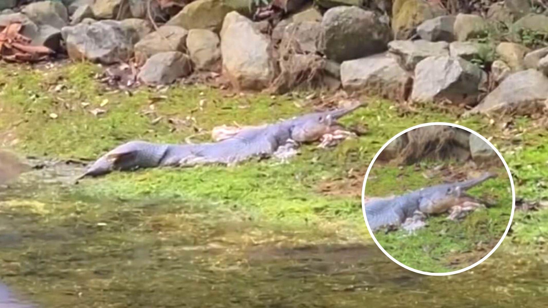 peste aligator mort pe malul unui rezervor din singapore