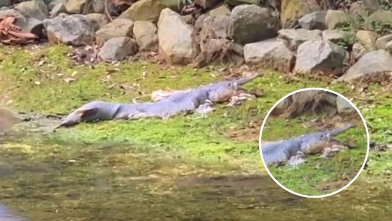 O creatură cu corp de sirenă și cap de aligator a declanșat o întreagă isterie în Singapore