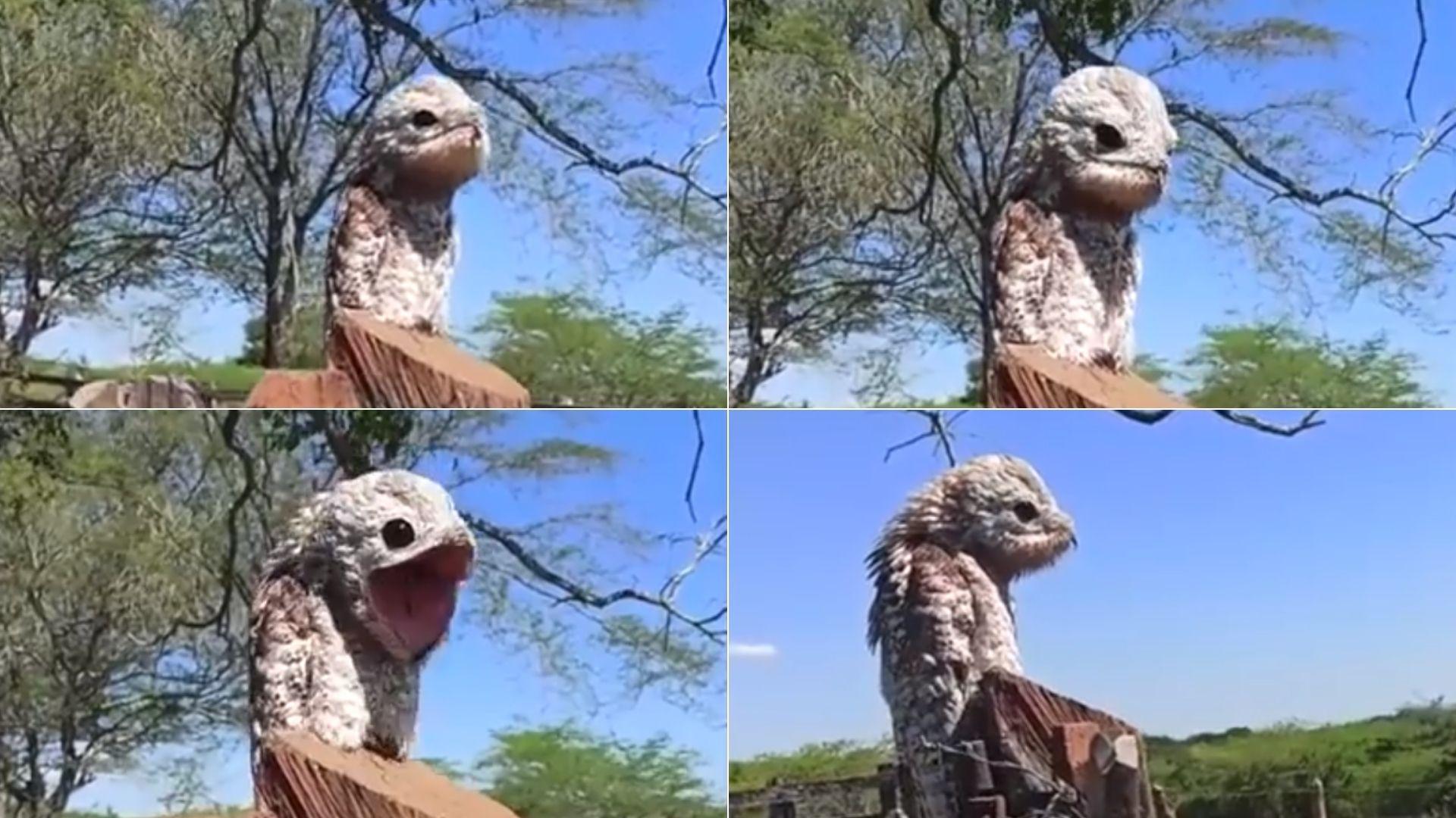 Creatura cu blană, ochi mari și gura uriașă care a creat panică printre localnici cu zgomotul pe care-l face. Ce este