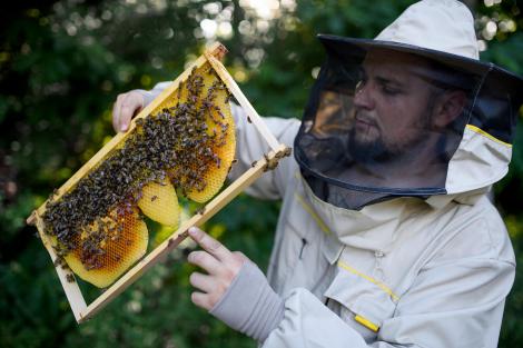 A băgat mâinile goale într-un stup de albine. Ce s-a întâmplat după i-a uimit pe toți