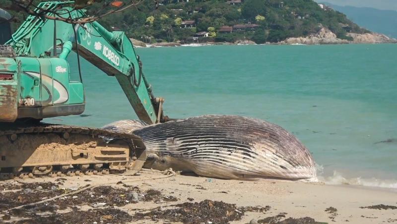 O creatură marină uriașă, lungă de 37 de metri, a fost descoperită fără viață. Moartea ei a ridicat semne de întrebare