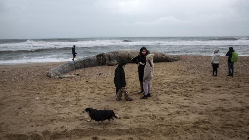 balena de 17 metri ucisa de poluarea cu gudron de pe plajele israelului