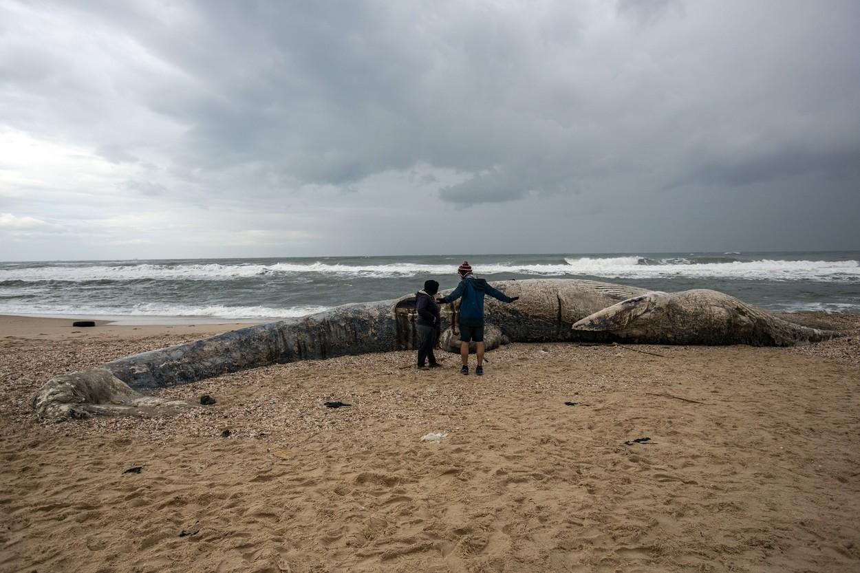 balena uriasa moarta pe plaja la care se uita niste oameni