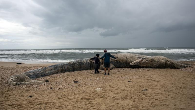 O balenă lungă de 17 metri a ajuns pe una dintre plajele rezervației Nitzanim din estul Israelului