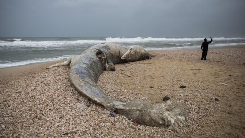 balena de 17 metri ucisa de poluarea cu gudron de pe plajele israelului