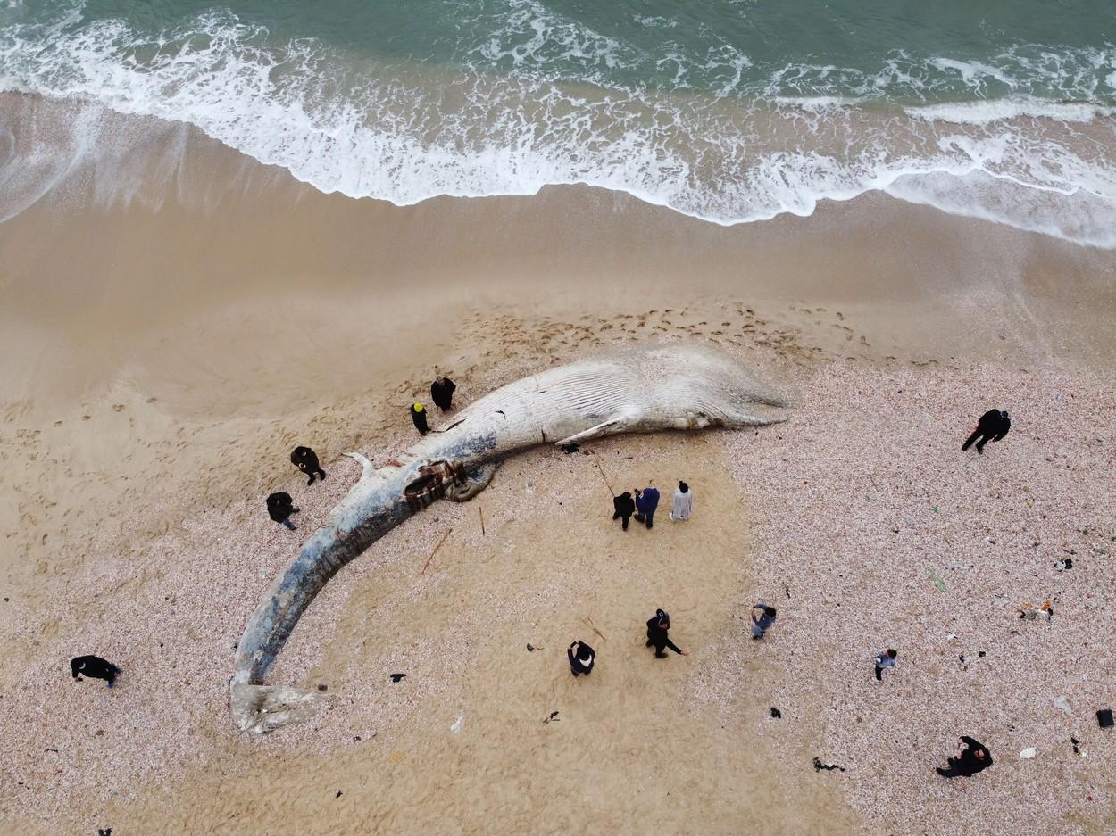 balena intinsa pe plaja, adusa la mal de apa otravita cu gudron