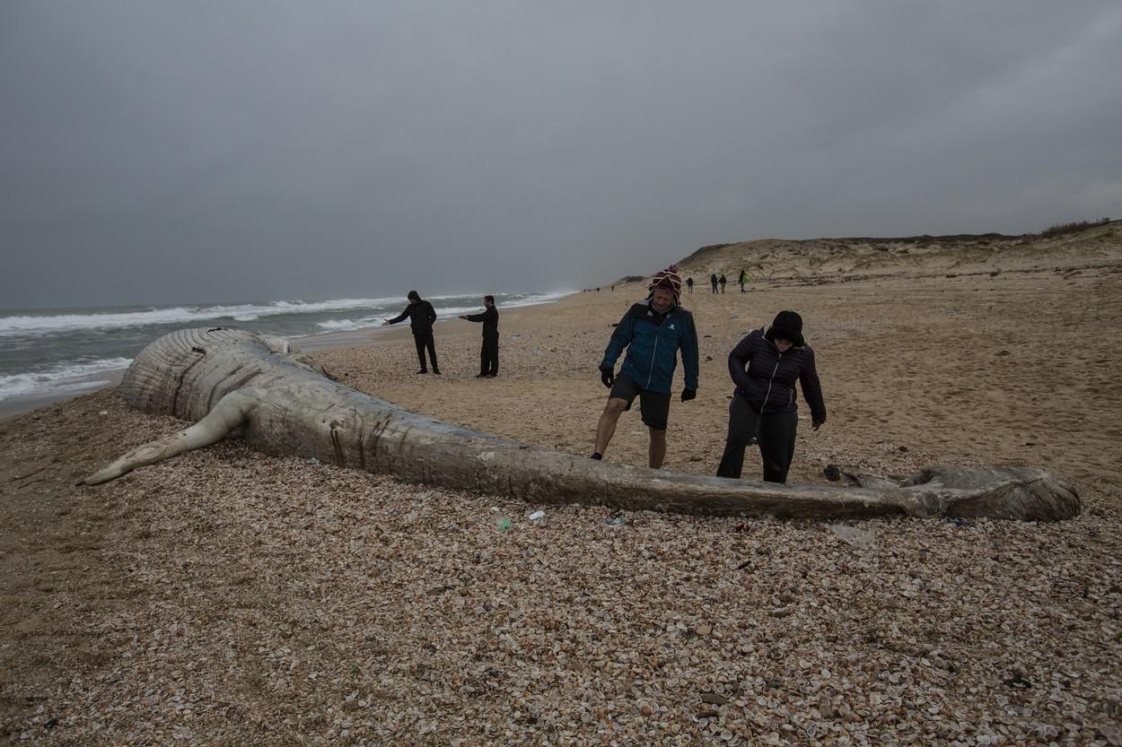 balena moarte pe o plaja din israel