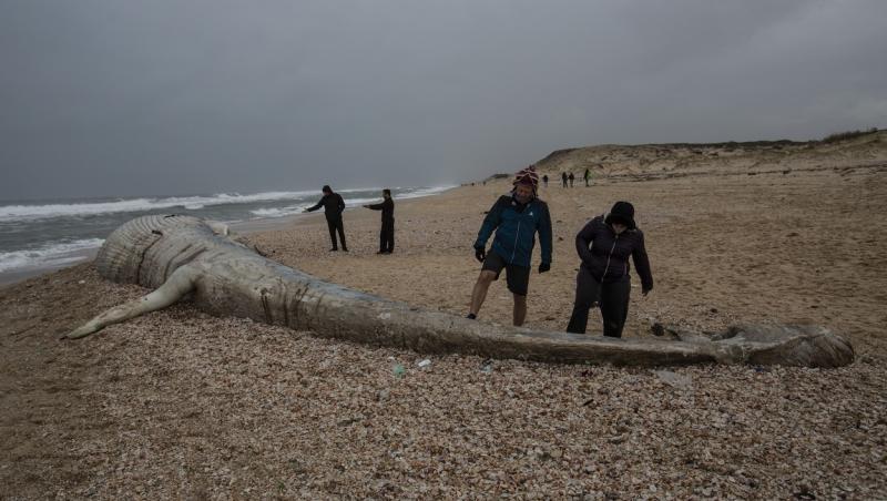 O balenă lungă de 17 metri a ajuns pe una dintre plajele rezervației Nitzanim din estul Israelului