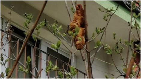 O „creatură misterioasă suspendată în copac” i-a făcut pe localnici să stea cu ferestrele închise de frică. Ce era de fapt