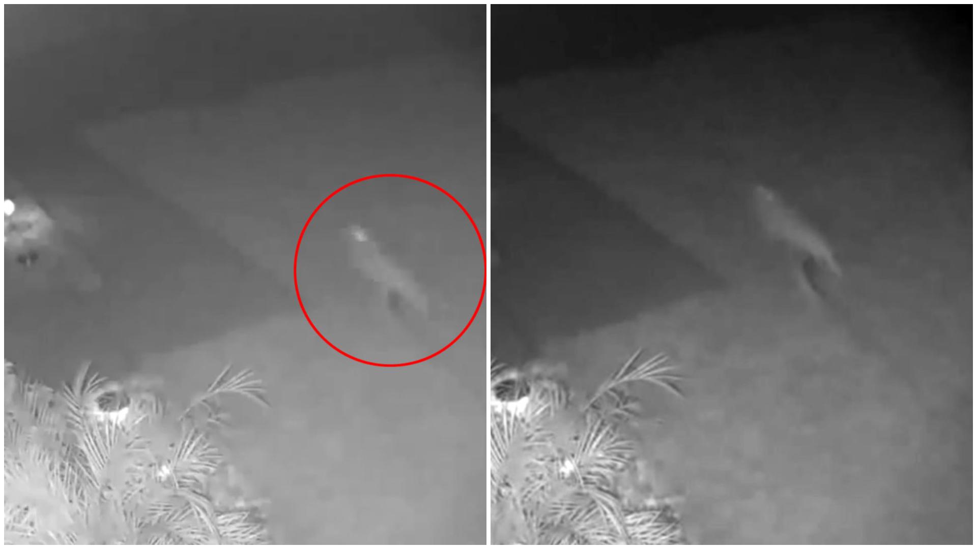 Cristina Ryan, femeia care jura că a văzut un mic dinozaur &icirc;n curtea ei. Ce au surprins camerele de supraveghere ale locuinței