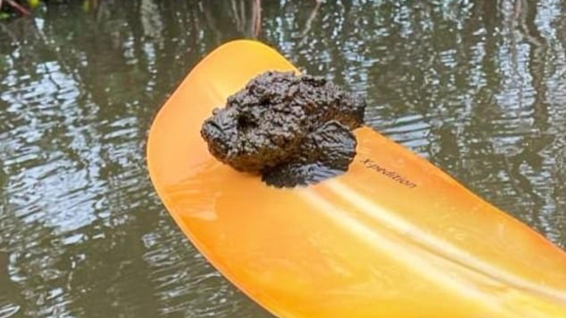 Creatura ciudată care s-a prins de v&acirc;sla unor tineri, &icirc;n timp ce aceștia se aflau &icirc;n caiac. &bdquo;Este at&acirc;t de pericuolasă!&rdquo;