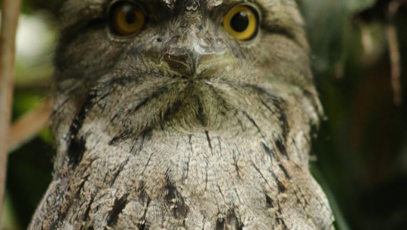Un internaut a ajuns viral după ce a urcat pe rețelele de socializare imagini cu o pasăre neobișnuită, pe care a găsit-o în pădurile din Sarawak
