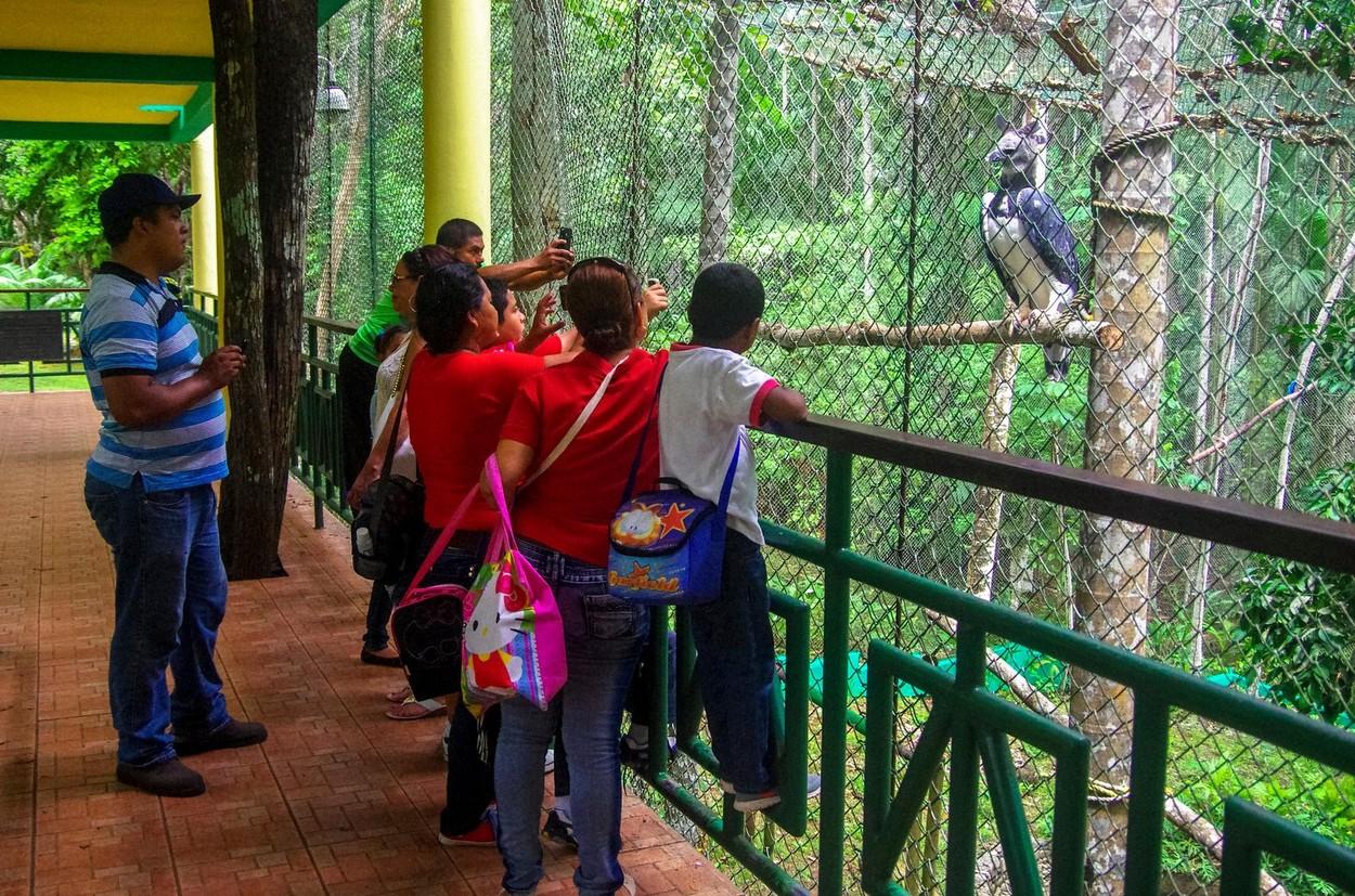 turiști vizitand o gradina zoologica unde se afla o acvila harpie