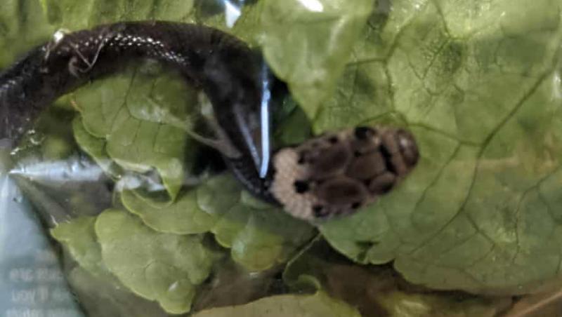 Un cuplu din Australia a gpsit un șarpe în punga de la salată