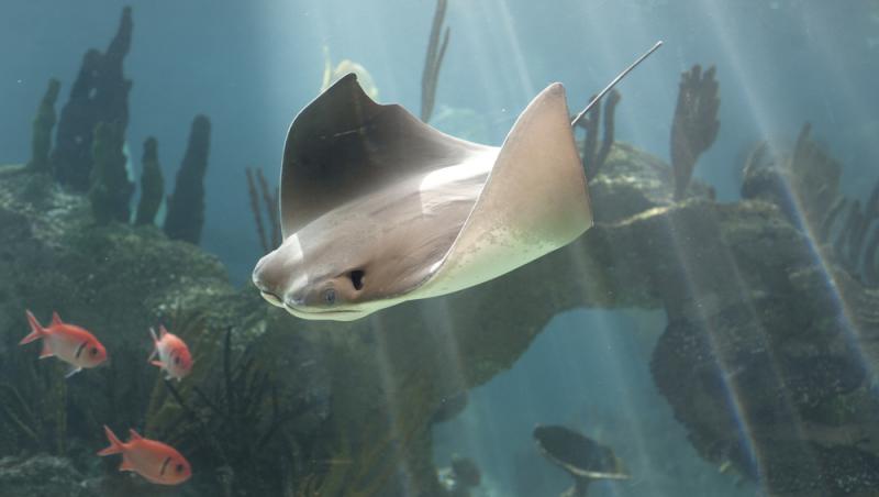 David Ebert, care studiază rechini, a spus că animalul este, cel mai probabil, un mic batoid