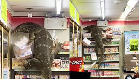 Animalul uriaș din imagine a intrat într-un supermarket  și s-a cățărat pe rafturi și frigidere. Ce este și cum a reușit să intre