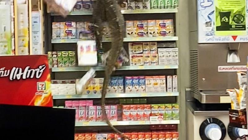 Șopârlă gigant într-un magazin din Thailanda