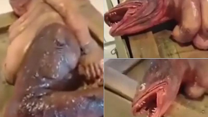 Ce este, de fapt, ”creatura-sirenă” ajunsă virală pe TikTok. Puțini și-au dat seama ce apare în imagini