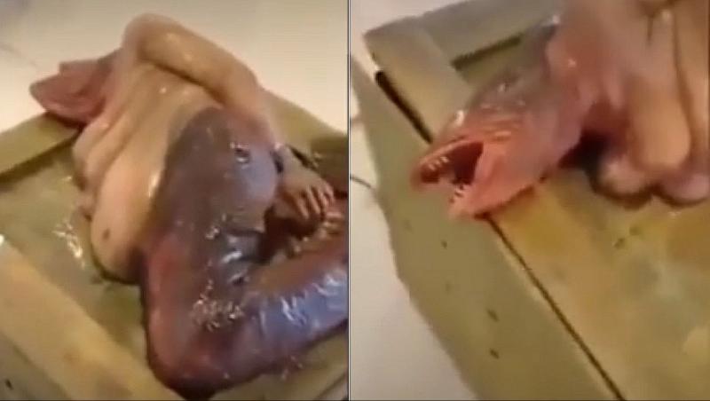 Pe TikTok a devenit viral un videoclip în care apare o ”creatură-sirenă”, cu cap de pește, așezată pe o ladă.