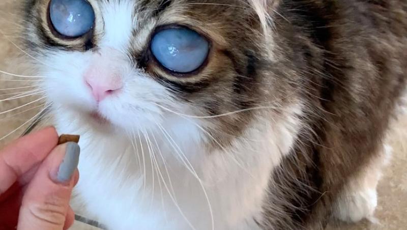 pisica monicai brisson, cu ochi mari, albiciosi