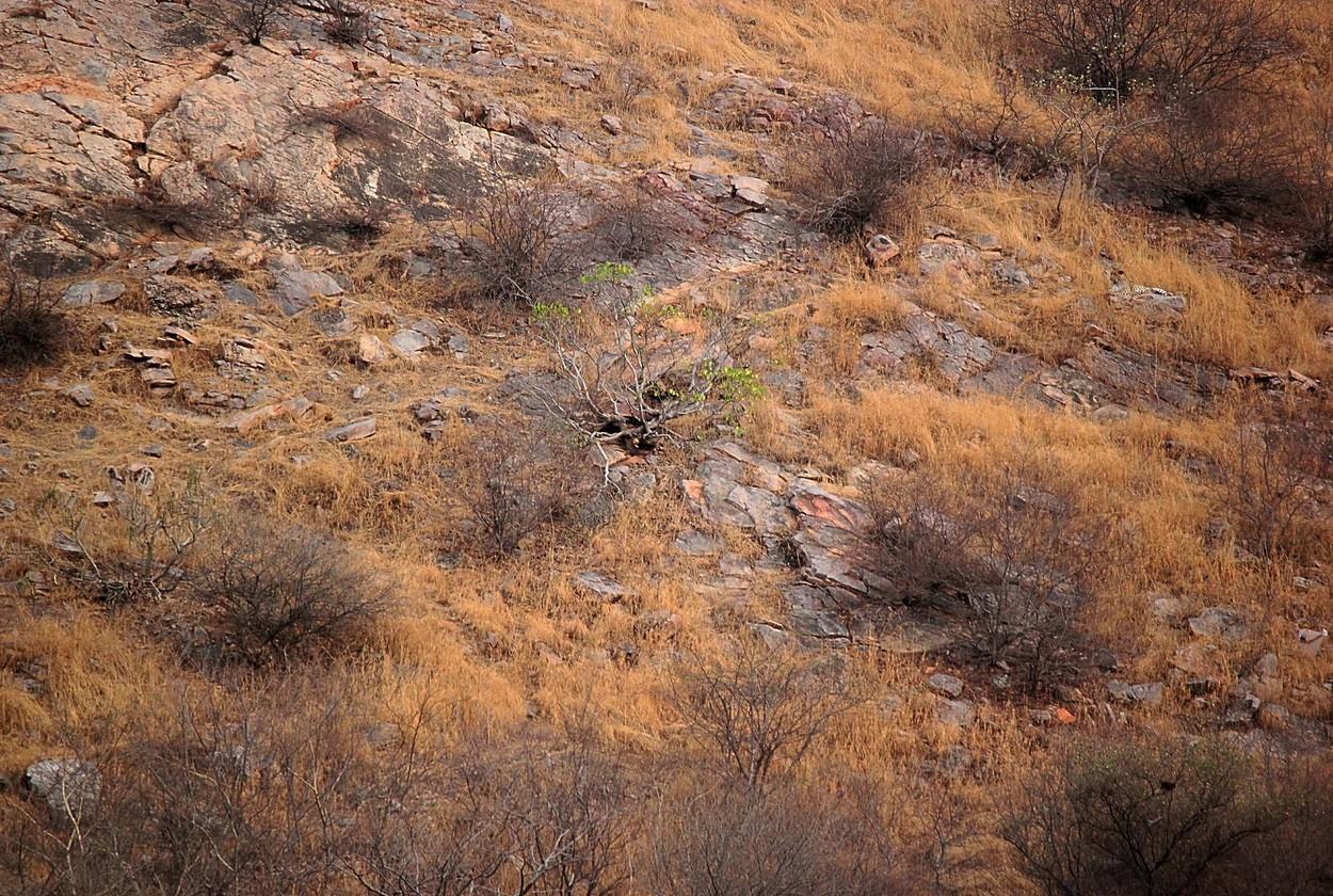 imaginea cu leopardul camuflat in natura