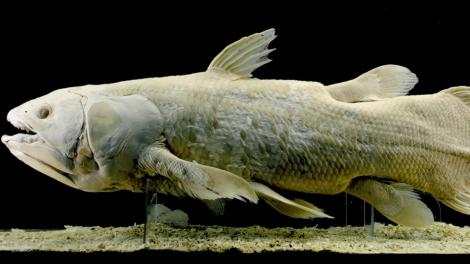 Descoperire uimitoare. O creatură marină preistorică, numită "fosilă vie", ar trăi până la 100 de ani