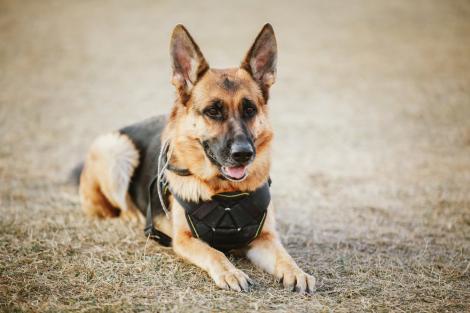 Povestea incredibilă a unui câine polițist erou. Înjunghiat de 5 ori, patrupedul și-a continuat misiunea și a prins infractorul