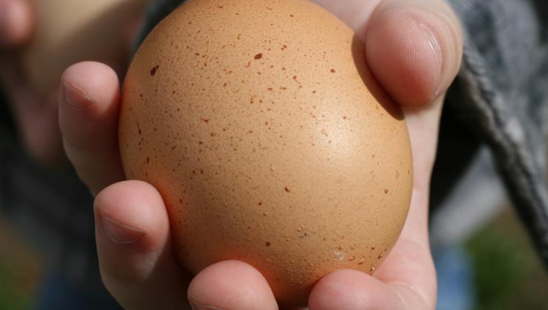 imagine cu un ou cu pete maronii, in palman unei persoane
