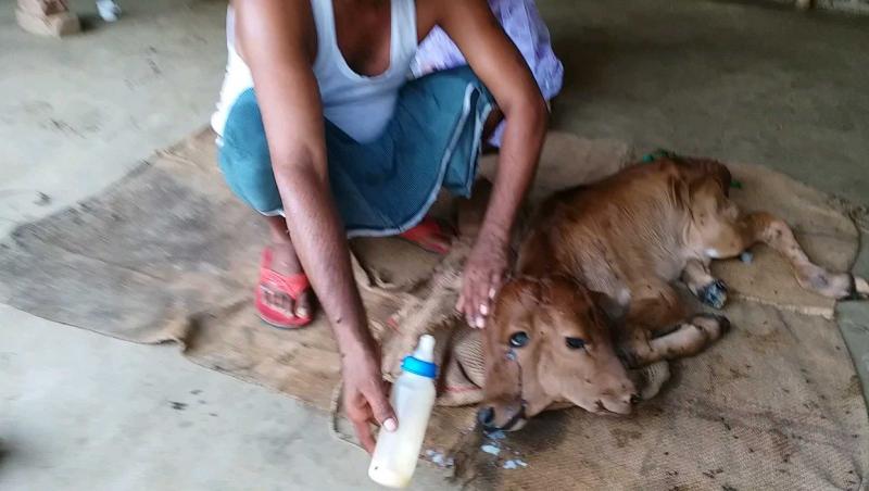 Vițelul cu două capete născut în satul Katihar, din estul Indiei