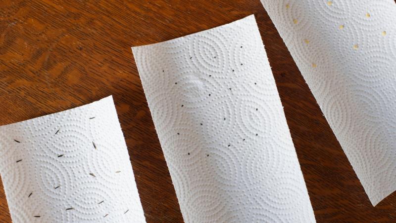 Descoperă și tu la ce folosesc prosoapele de hârtie