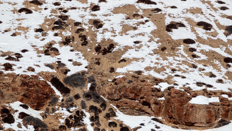 un leopard mergand prin relief de munte, acoperit cu zapada