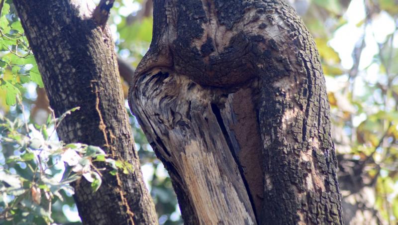 imagine cu o pasare camuflata pe trunchiul unui copac