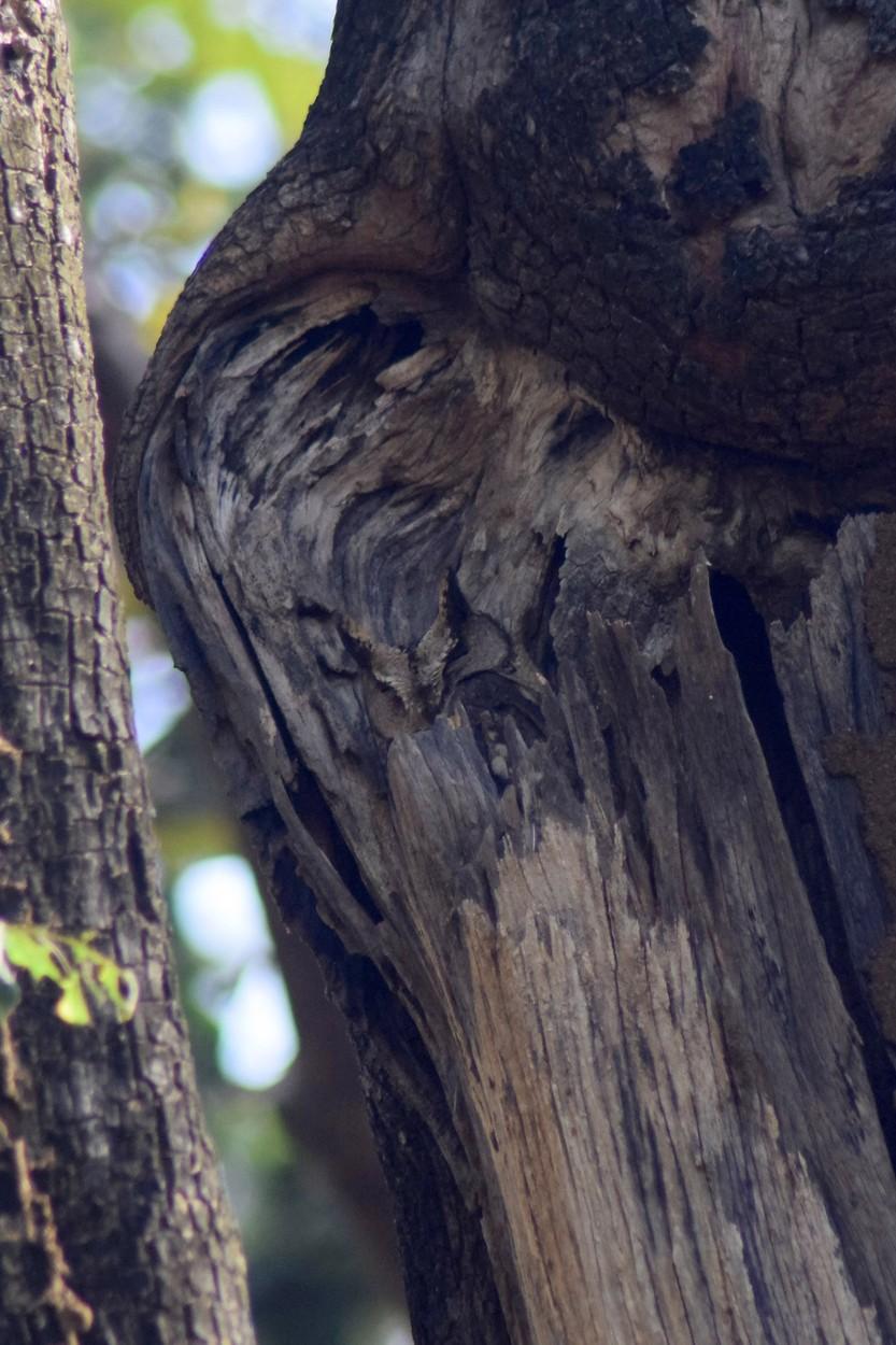 o pasare camuflata pe trunchiul unui copac