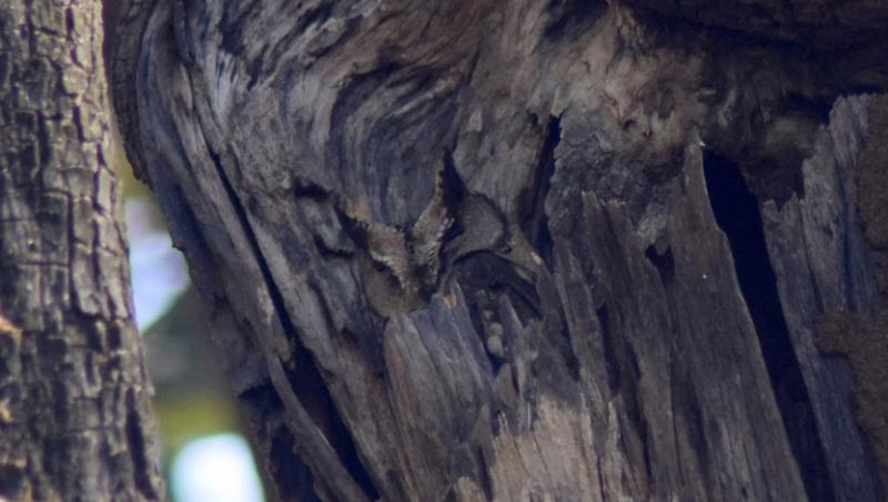 O pasăre dintr-un copac a devenit o adevărată iluzie optică de senzație