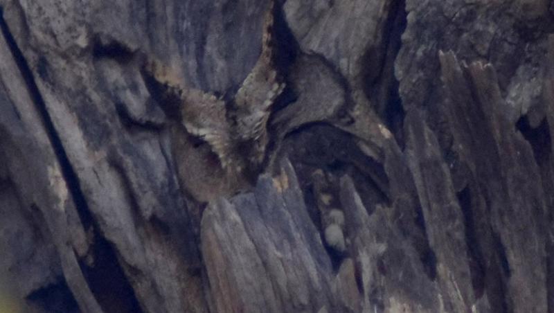 imagine cu o pasare camuflata pe trunchiul unui copac