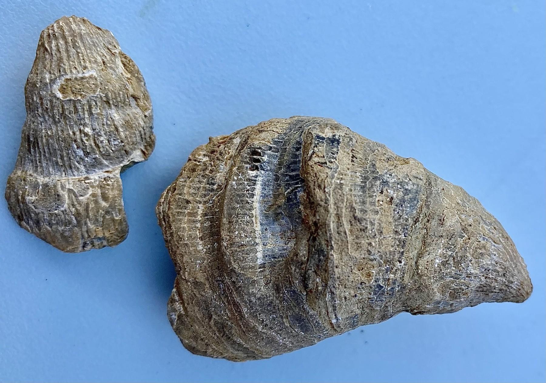 fosila descoperita de Siddak Singh Jhamat