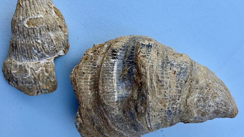 fosila descoperita de Siddak Singh Jhamat